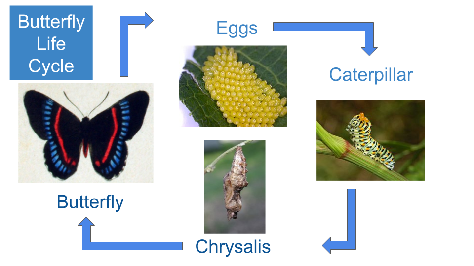 Butterfly Life Cycle Example
